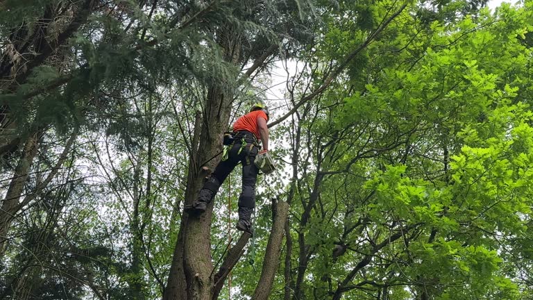 Best Tree Mulching  in Kemp Mill, MD