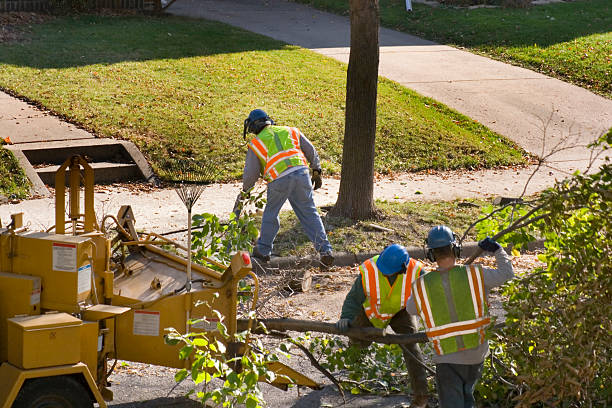 Best Commercial Tree Services  in Kemp Mill, MD