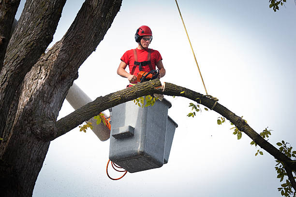 Best Root Management and Removal  in Kemp Mill, MD